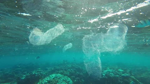 Three Colonial Pyrosoma Tunicates floats under surface on the water over reef Stock Footage 230509432