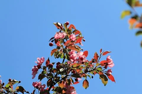 Three color apple tree branches Stock Photos