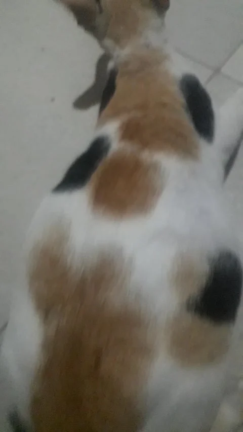 Three color beautiful cat Stock Footage 213948127