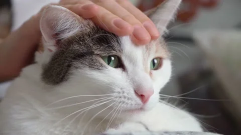 The three-color cat is actively stroked on the mustache and head Stock Footage 152931721