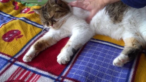 Three color cat being stroked by woman's hand Stock Footage 83464661
