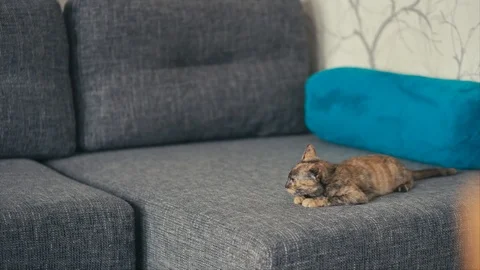 Three color cat laying on sofa  Stock Footage 102243798