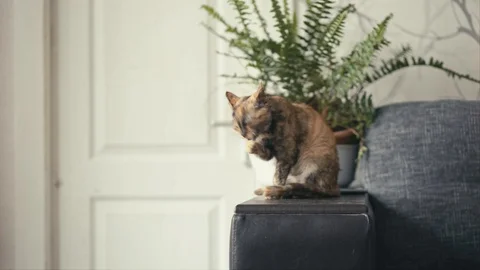 Three color cat licking itself Stock Footage 102243165
