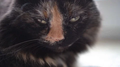 Three color cat looks into the camera Stock Footage 102111950