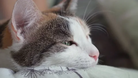 The three-color cat luxuriates on the bed, squints and blinks slowly Stock Footage 152337498