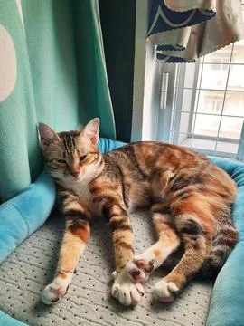 Three color Cat lying on bed in living room at home, 스톡 사진