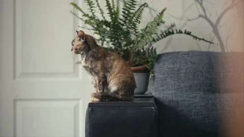 Three color cat playing on sofa Stock Footage 102242812