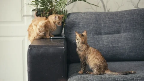 Three color cat playing on sofa with red cat Stock Footage 102243270