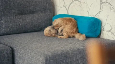 Three color cat playing on sofa with red cat Stock Footage 102244638