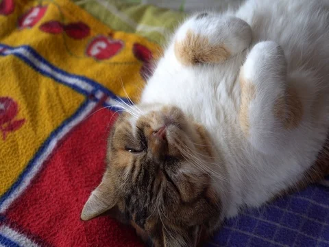 Three color cat sleeping on the colorful plaid Stock Footage 83464688