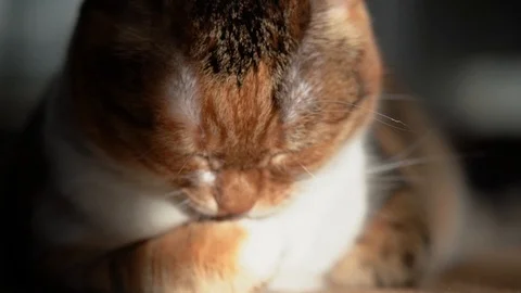 Three color Cat in Slow Motion Close Up Stock Footage 102158234