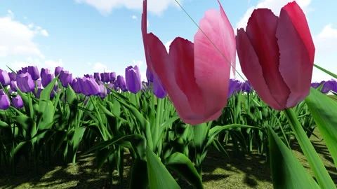 Three color flower Stock Footage 337792033