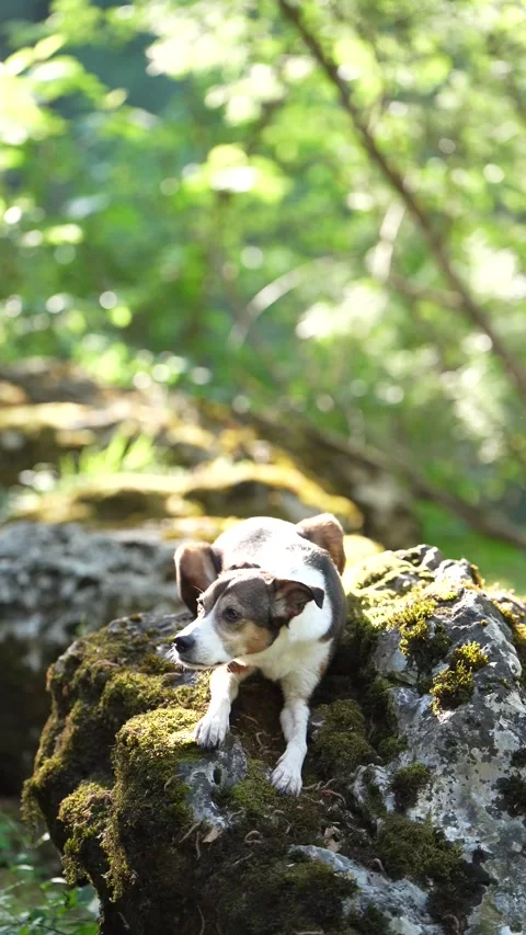 Three-Color Mixed Breed Dog Sitting on Mossy Stones Stock Footage 335384573