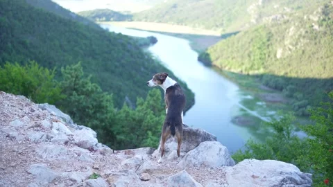 Three-Color Mixed Breed Dog Standing by a Mountain River in Montenegro Stock Footage 335384581