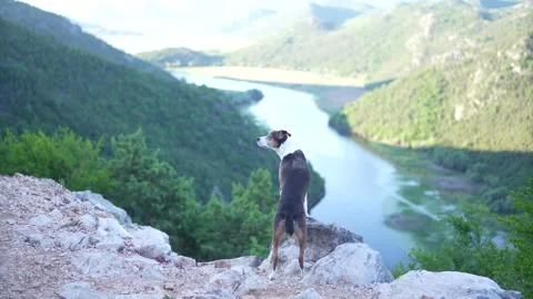 Three-Color Mixed Breed Dog Posing Near a River in the Mountains Stock Footage 335384582
