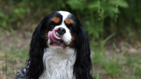 Three-color spaniel licks and yawns in the street, close up Stock Footage 156986299