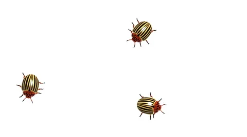 Three colorado beetle on white, alpha matte, CG, seamless loop 動画素材 65003429