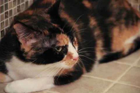 Three-colored cat closeup looking serious Stock-Fotos