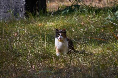 Three-colored cat on grass with dried tongue Stock-Fotos