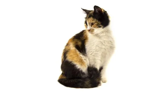 Three colored cat isolated on white background with space for text Foto stock