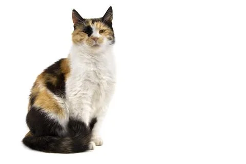 Three colored cat isolated on white background with space for text Stock-Fotos