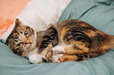 A three-colored cat lies on the bed and playfully scratches a toy Stock Photos