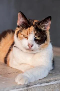 Three colored cat Stock Photos