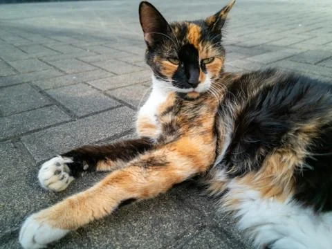 Three colored cat Stock Photos