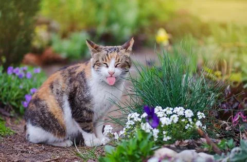 Three colored cat  sitting in grass.  Tricolor cat lick with tongue tasty . C Stock Photos