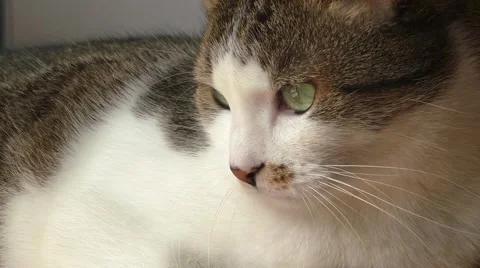 Three-colored cat sitting on the table Stock Footage 52790144