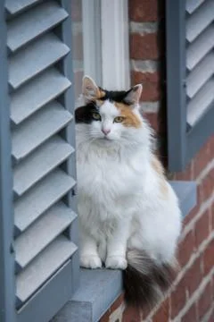 Three colored cat sitting in window Stock Photos