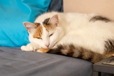 Three colored cat sleeping on the couch Stock Photos