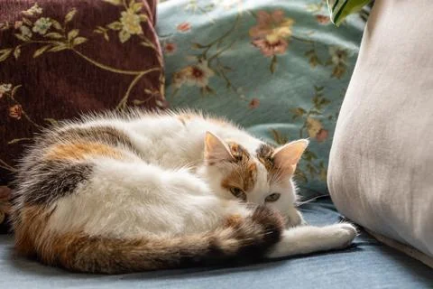 A three-colored cat sleeps curled up on the couch Stock Photos