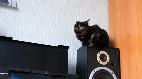 Three-colored cat turtle color. The cat is climbing a working printer. Stock Footage 124061683