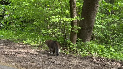 Three-colored cat walking in park Stock Footage 274650980