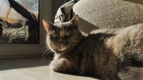 A three-colored cat without a breed, lies on the floor in the sun. Stock Footage