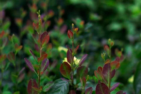 The three-colored courtyard grass was shot close-up: green, red and lilac shade Stock Photos