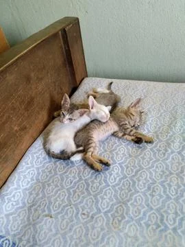 THREE COLORED KITTEN SLEEPING ON BED Stock-Fotos