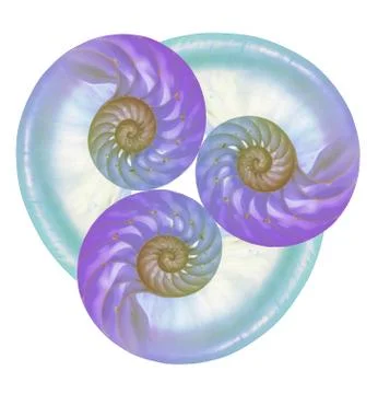 Three colored nautilus shells combined into art Foto stock