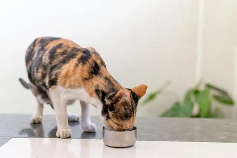 Three colored pet cat drinking milk from bowl. Used selective focus. Stock Photos