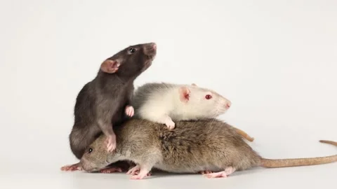Three colored rats isolated on white background Stock Footage 287106155