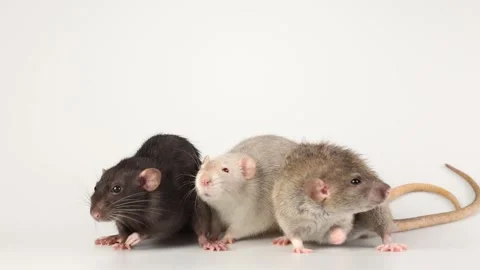 Three colored rats isolated on white background Video stock 287106257