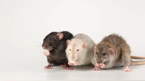 Three colored rats isolated on white background. Mice eat cheese Stock Footage 287106314