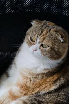 Three colored scottish fold cat sitting on black background Stock Photos