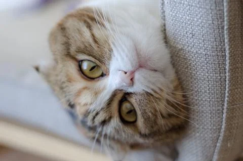 Three colored scottish fold cat Stock Photos