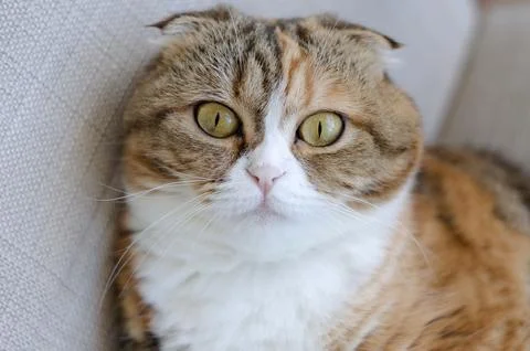 Three colored scottish fold cat Stock Photos