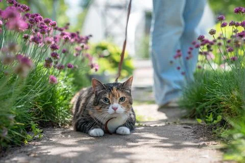 Three-colored serious cat on leash presses to ground among plants flowers Stock Photos