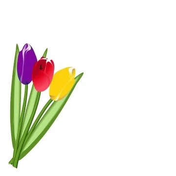 Three colored tulip Stock Illustration