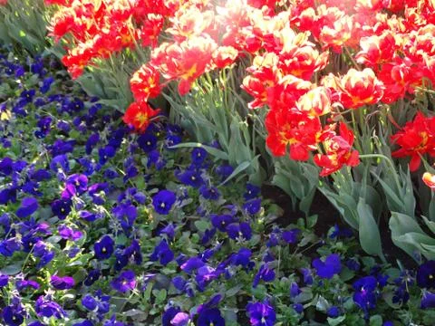 Three-colored violas and red tulips. Stock Photos