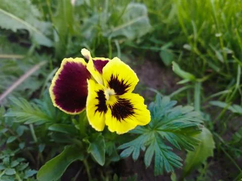 Three-colored violet growing from the earth in nature. Stock Photos